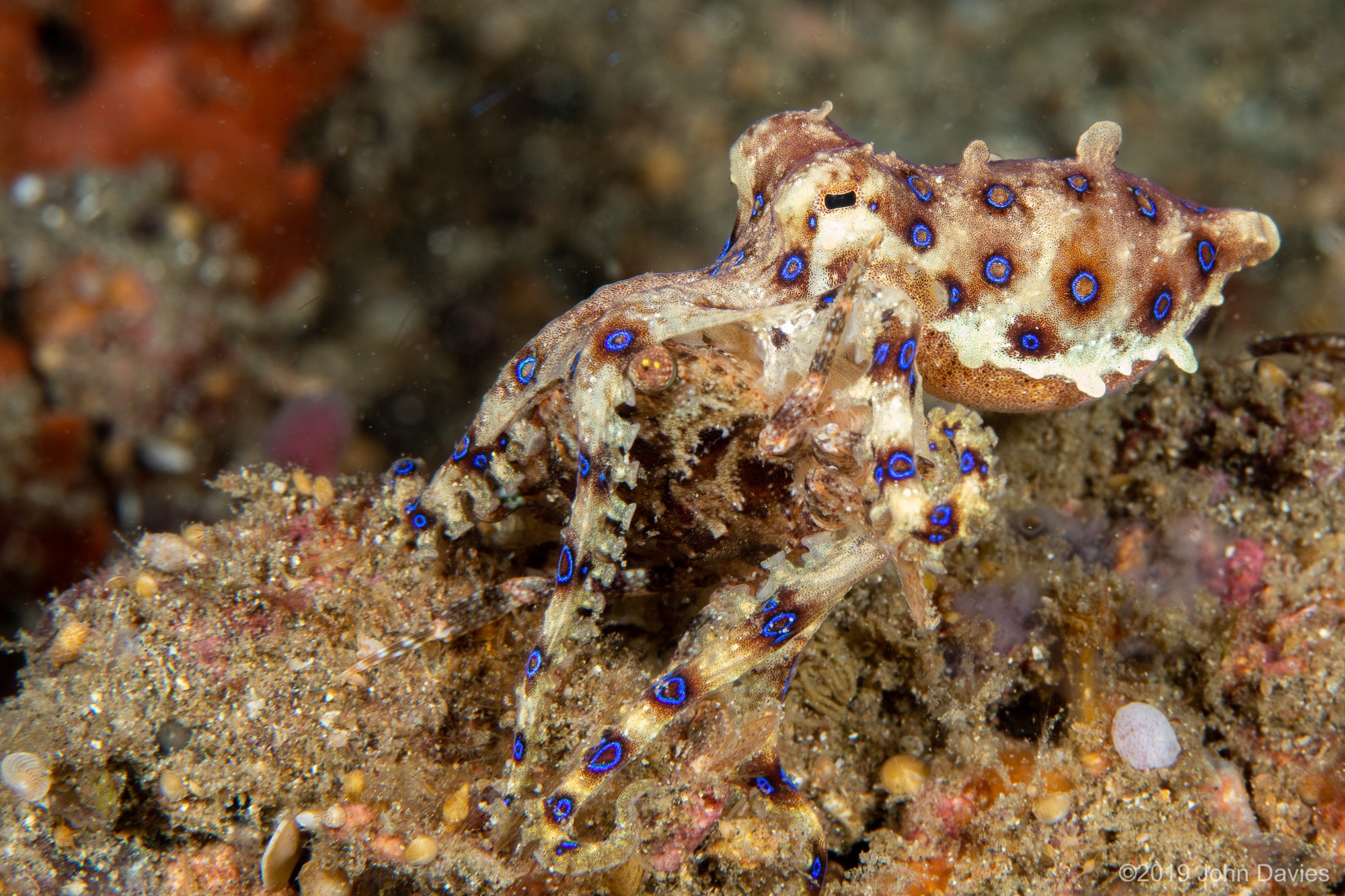 NadLembeh201900008