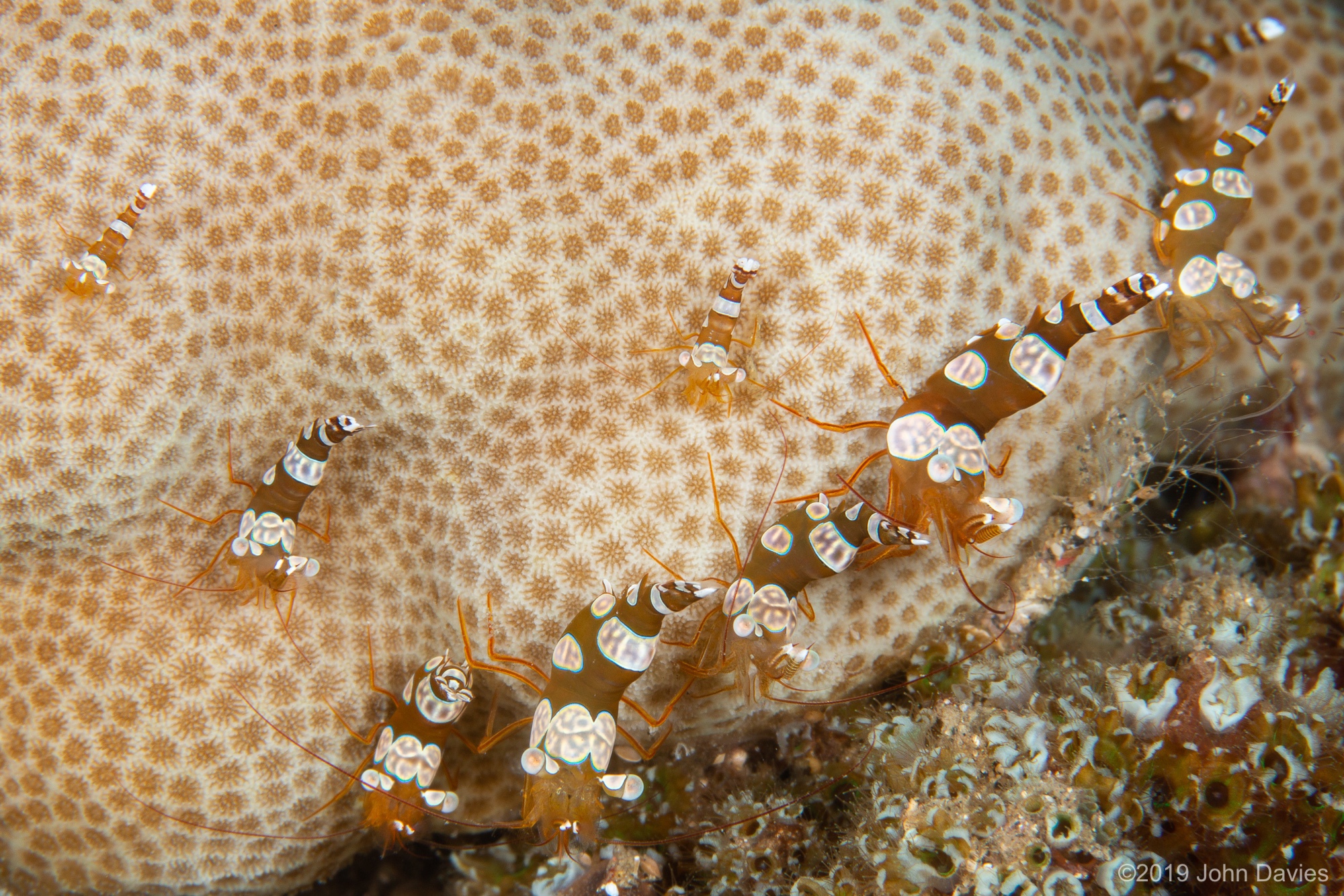 NadLembeh201900009