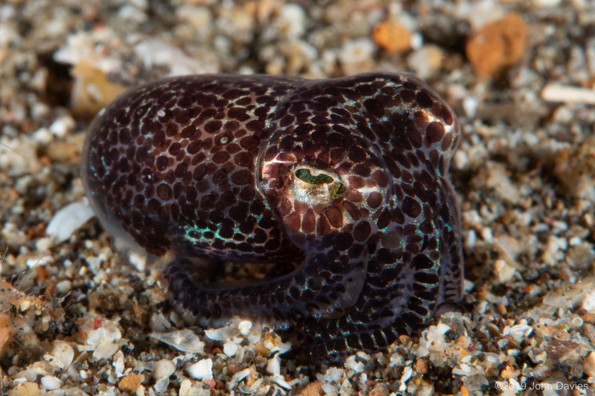 NadLembeh201900010