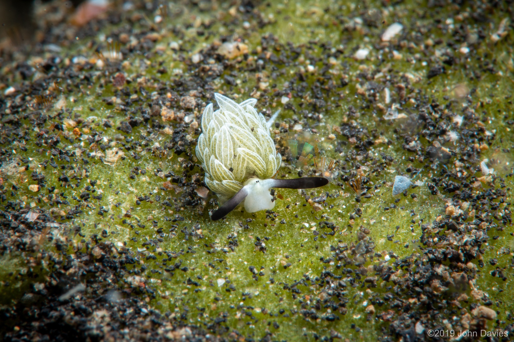 NadLembeh201900016