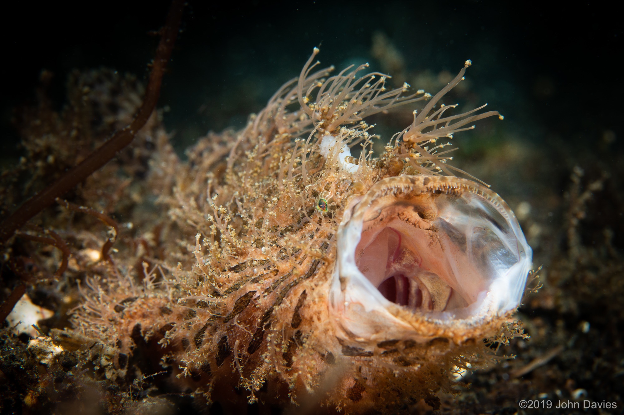 NadLembeh201900017