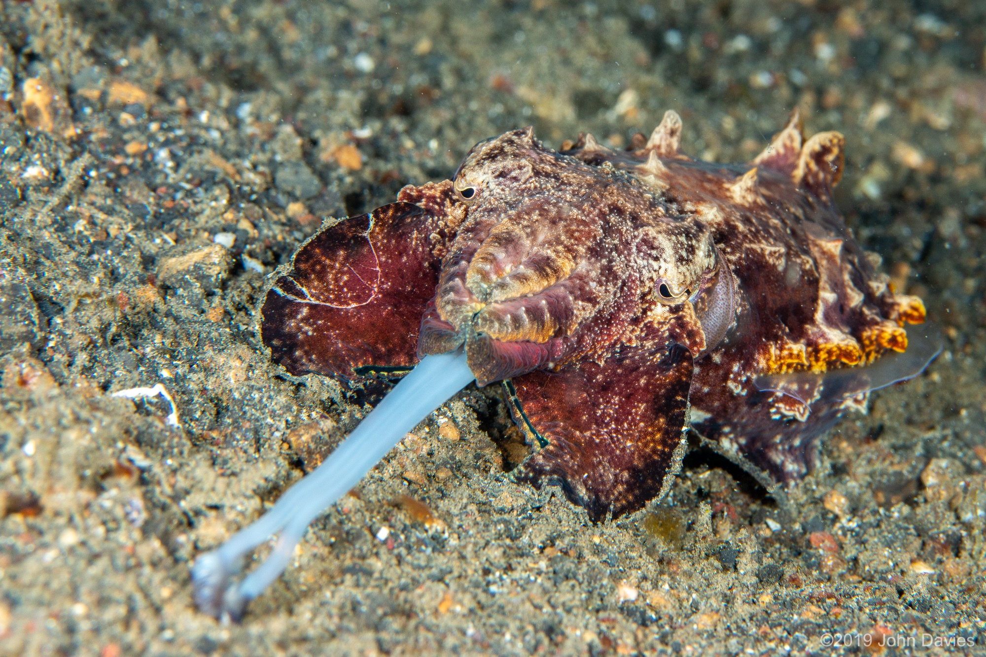 NadLembeh201900018