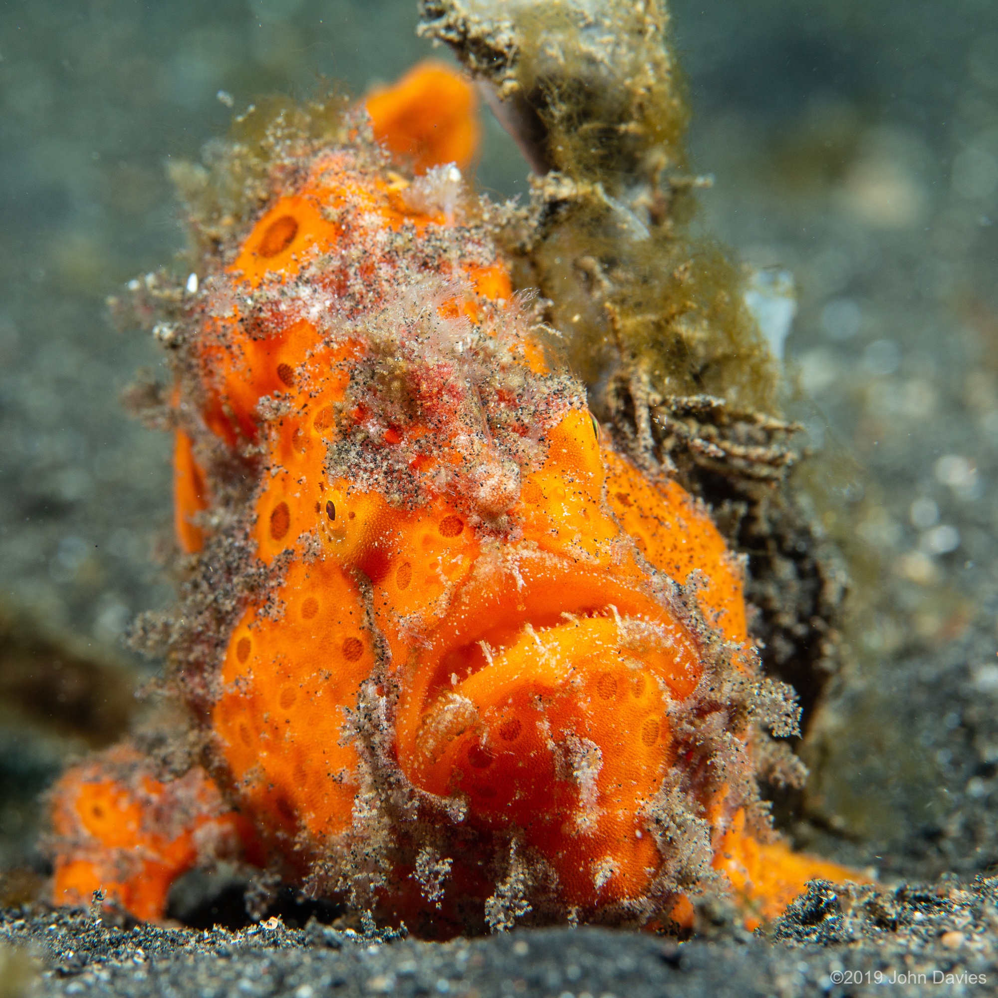 NadLembeh201900019