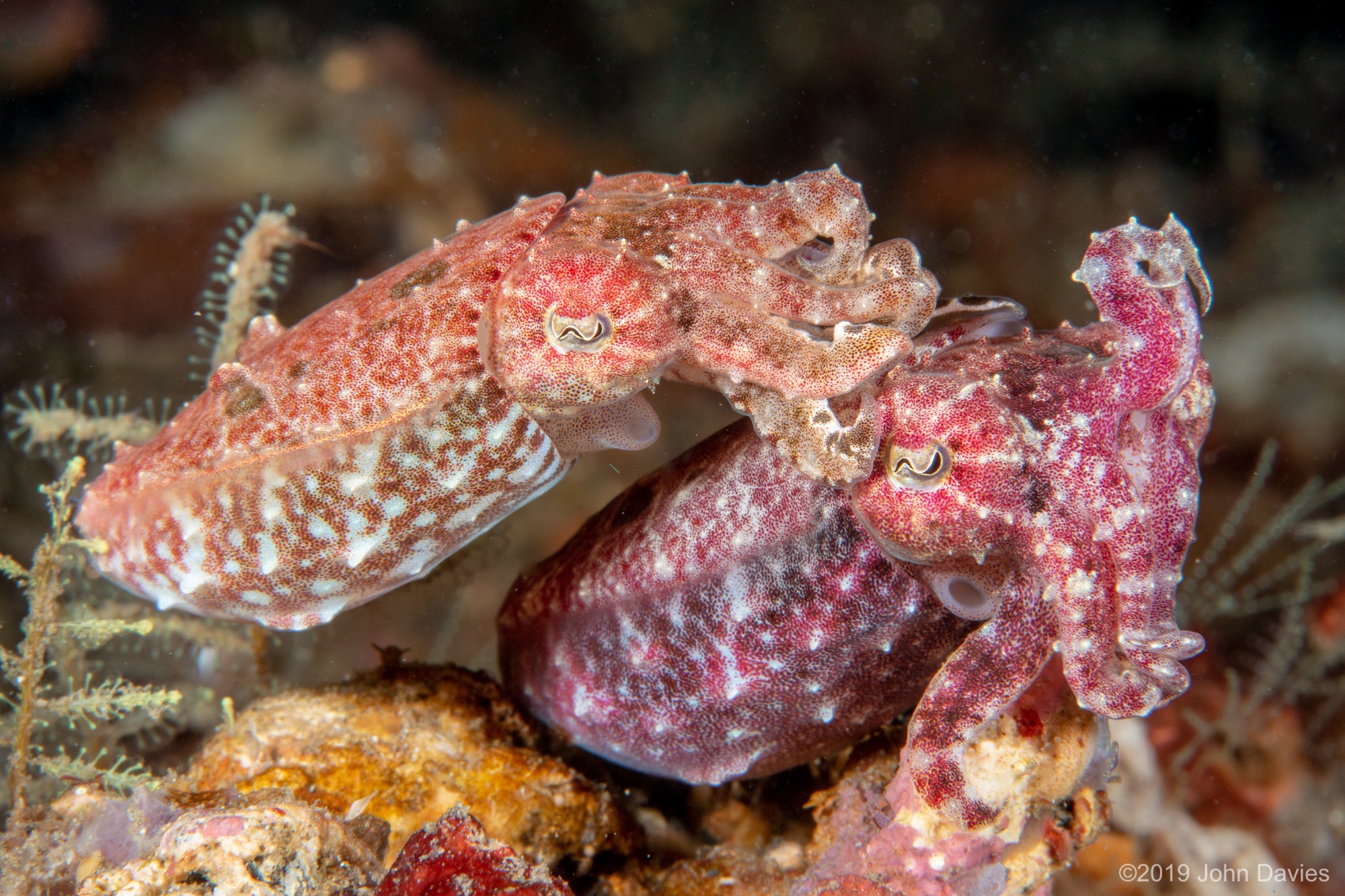 NadLembeh201900021