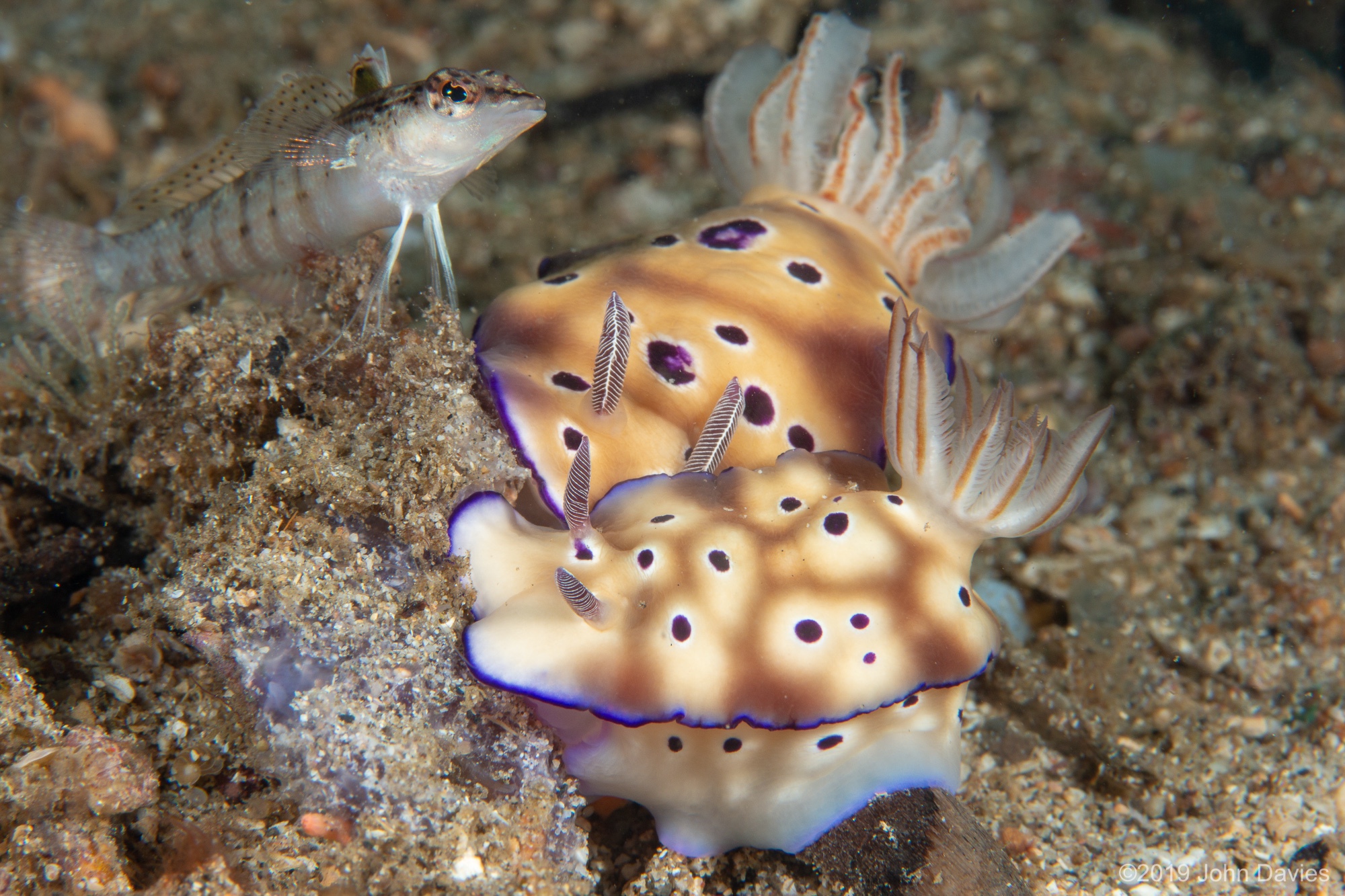 NadLembeh201900024