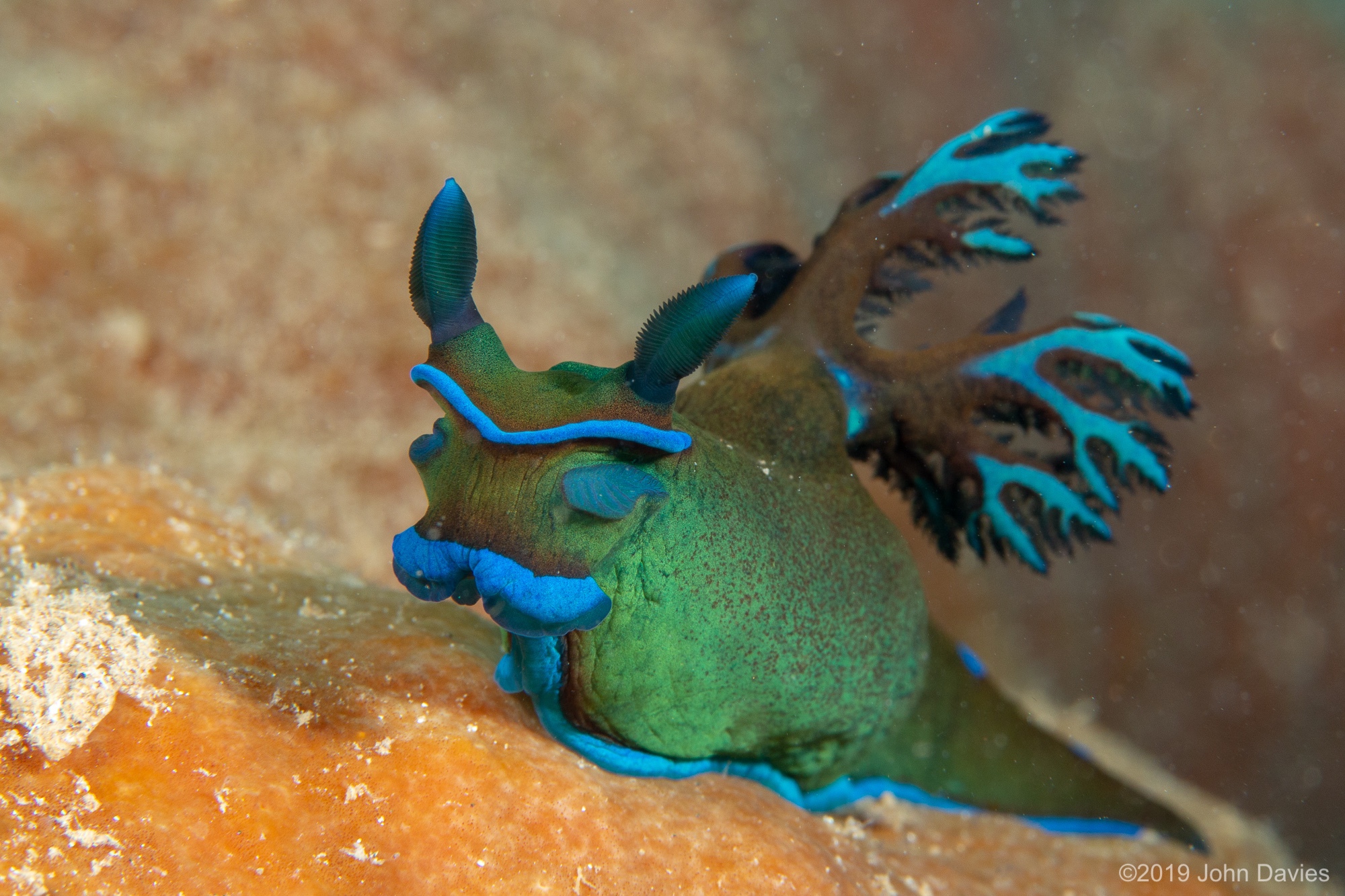 NadLembeh201900025