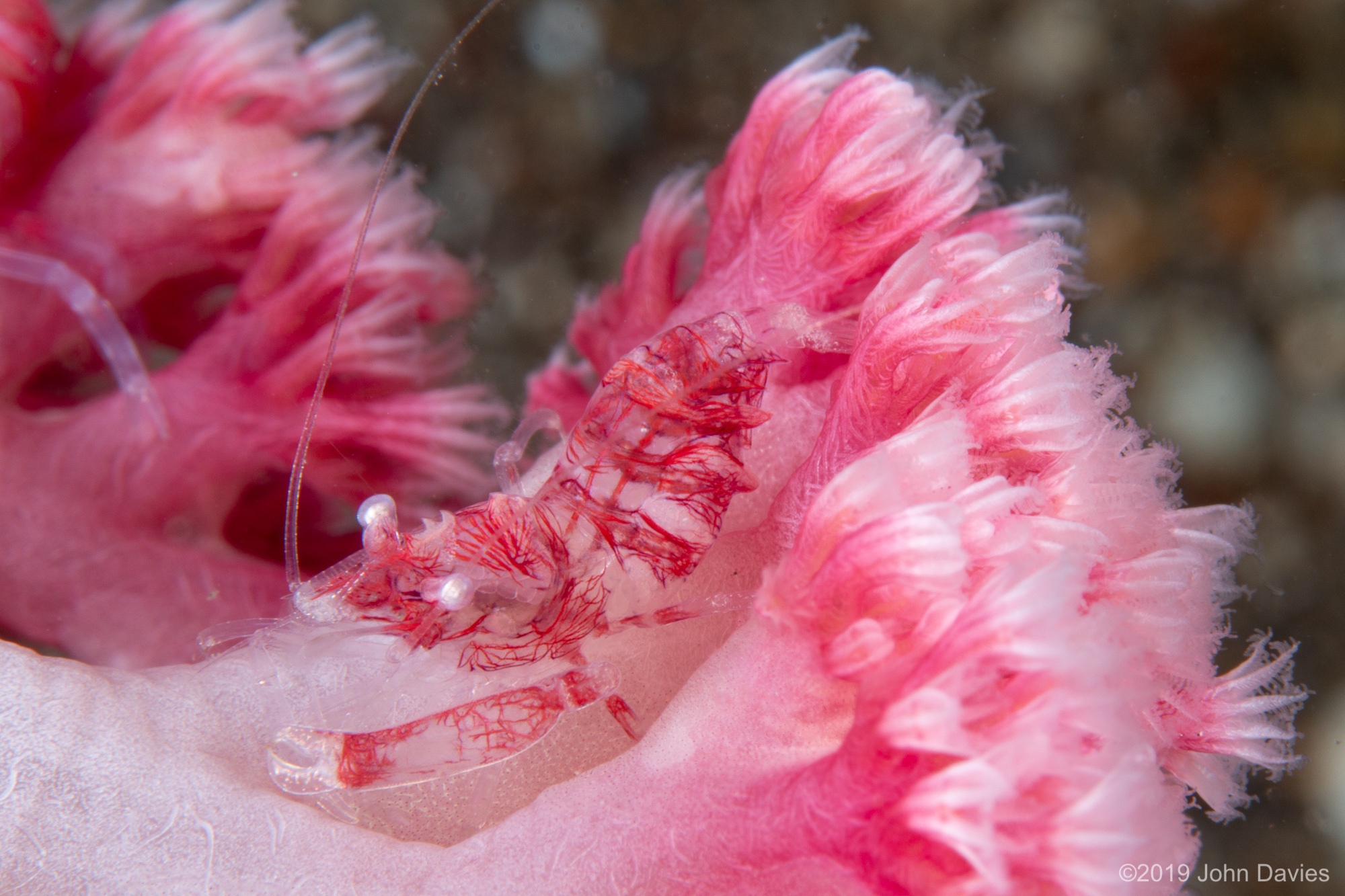 NadLembeh201900027