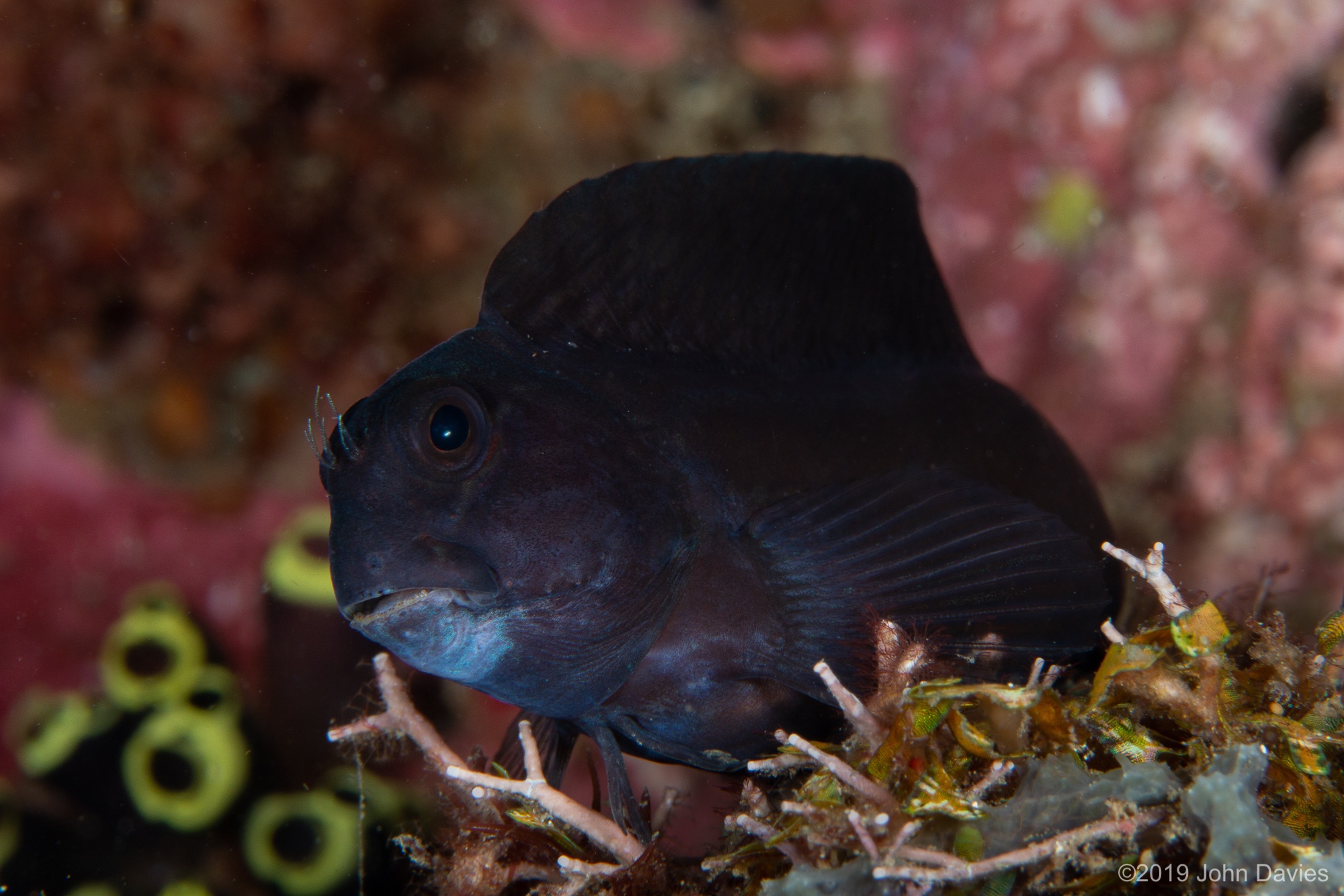 NadLembeh201900029