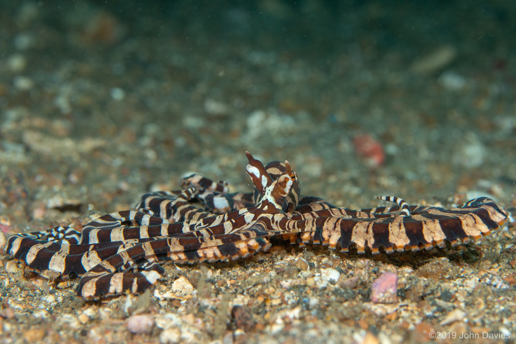 NadLembeh201900030