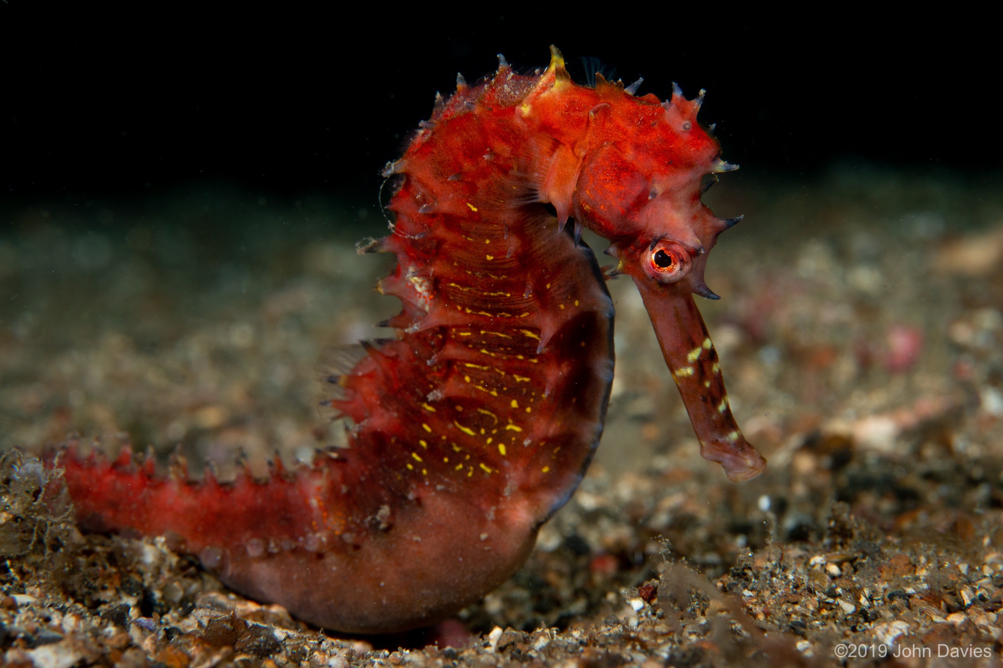 NadLembeh201900031