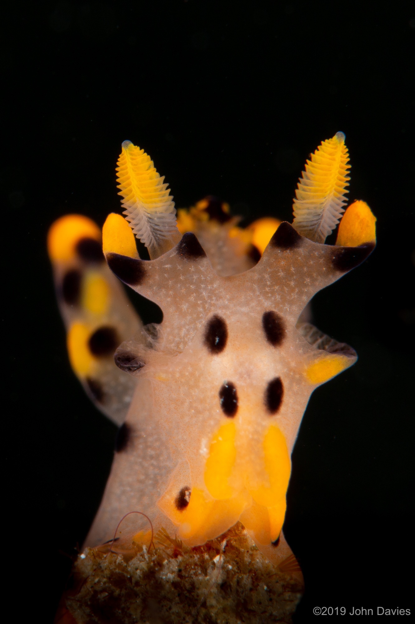 NadLembeh201900032