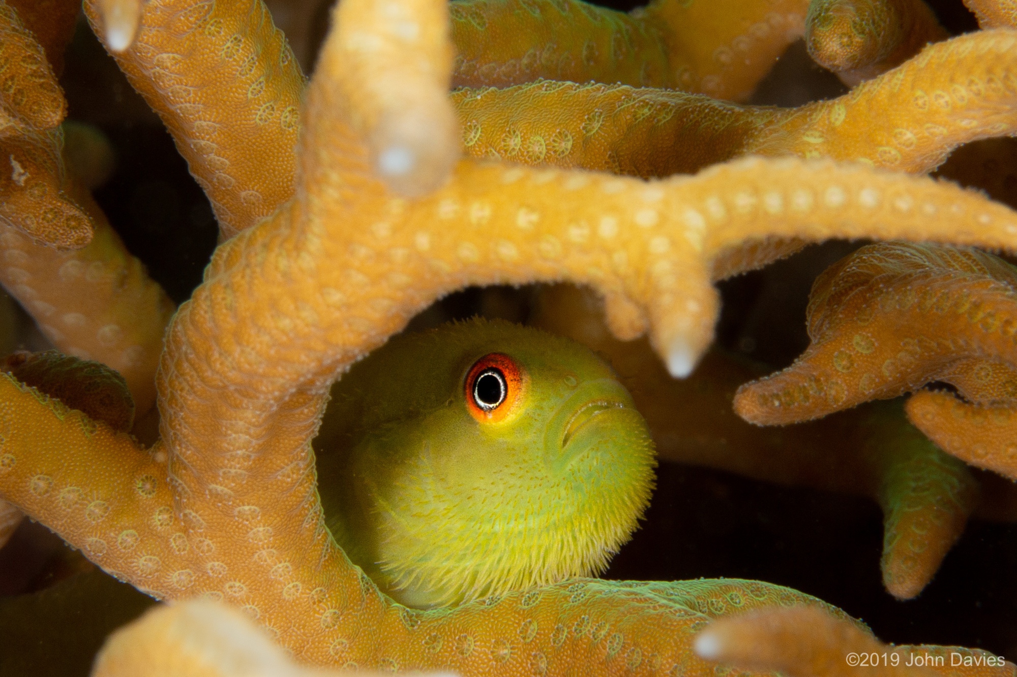 NadLembeh201900033