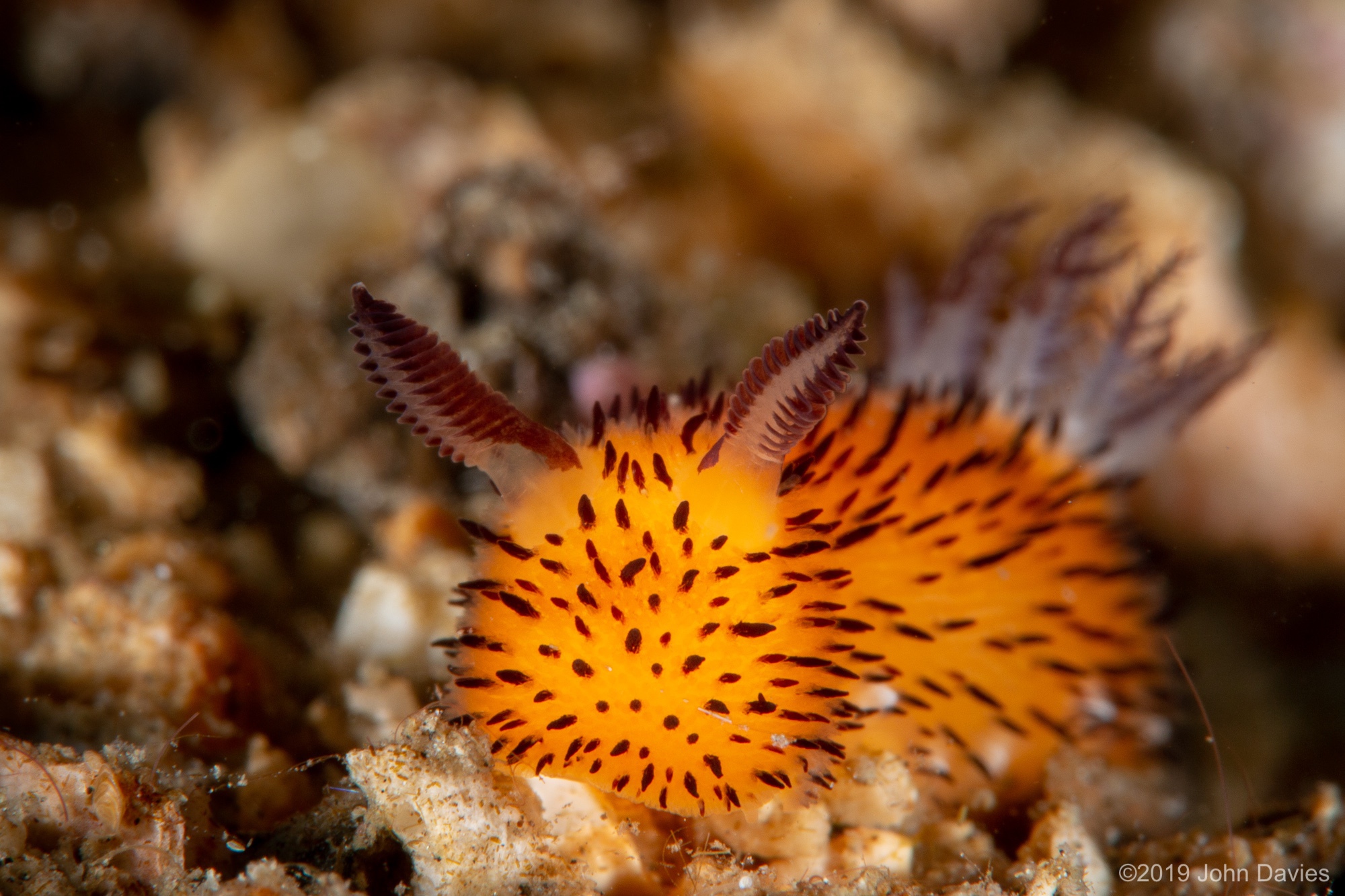 NadLembeh201900035