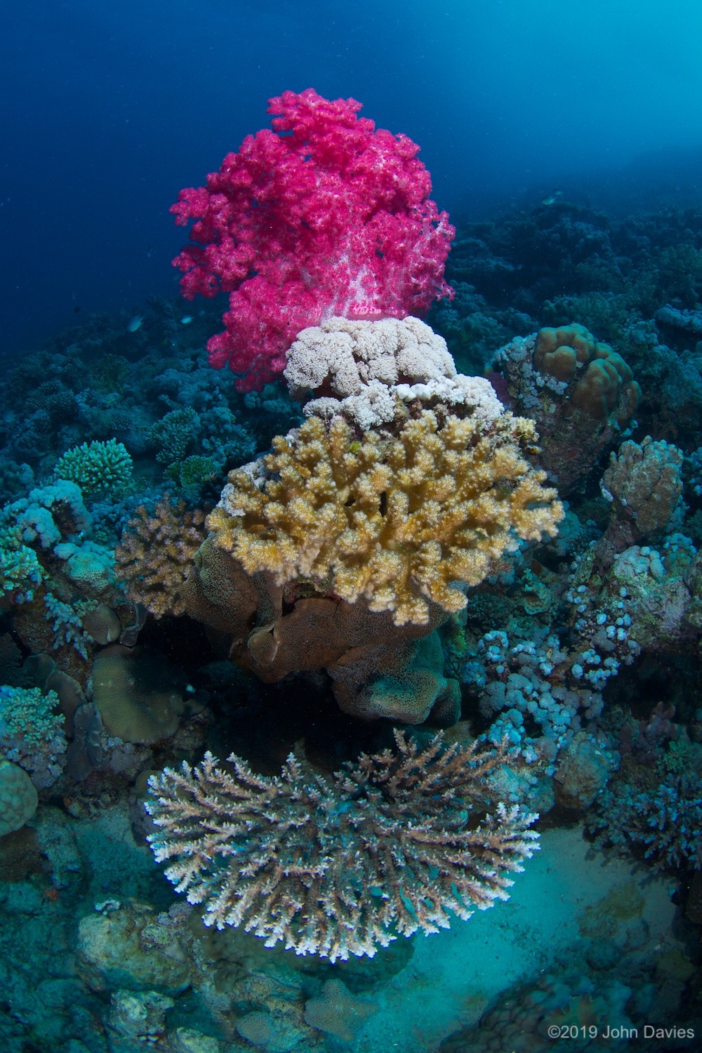 RedSea20130003