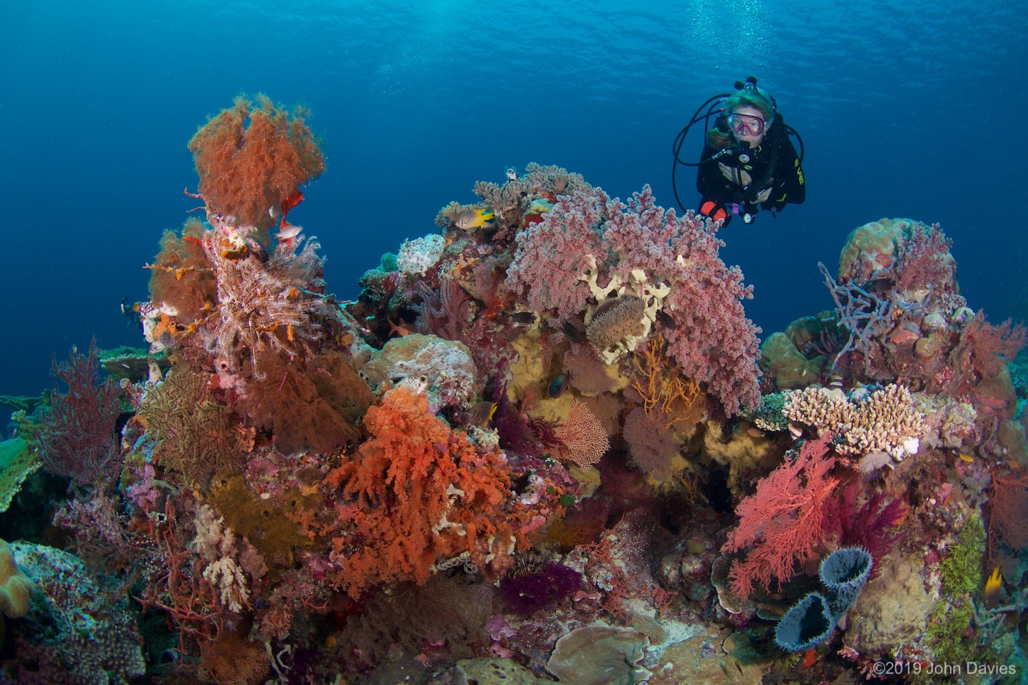 Wakatobi20170007