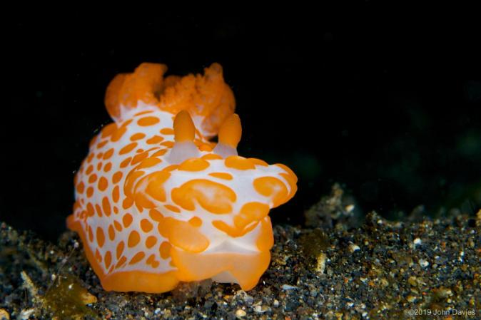 lembeh indonesia 2014