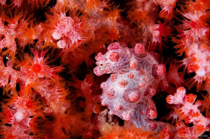 lembeh indonesia 2012