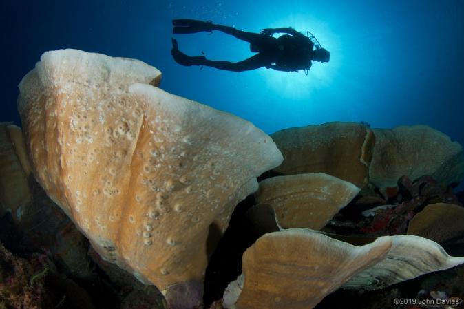 wakatobi indonesia 2017