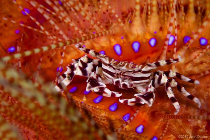 lembeh indonesia 2016